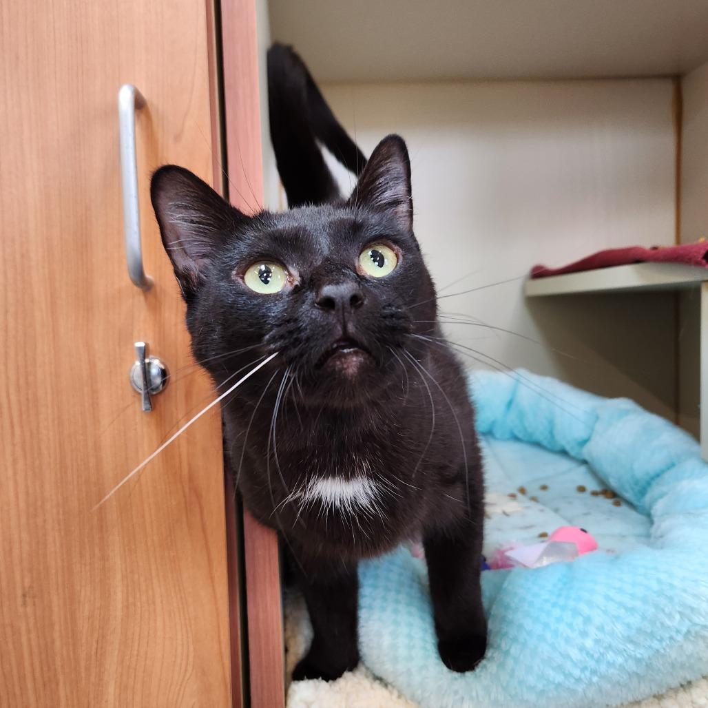 Midnight, a Adoptable Domestic Short Hair in Delaware, OH image 2/4