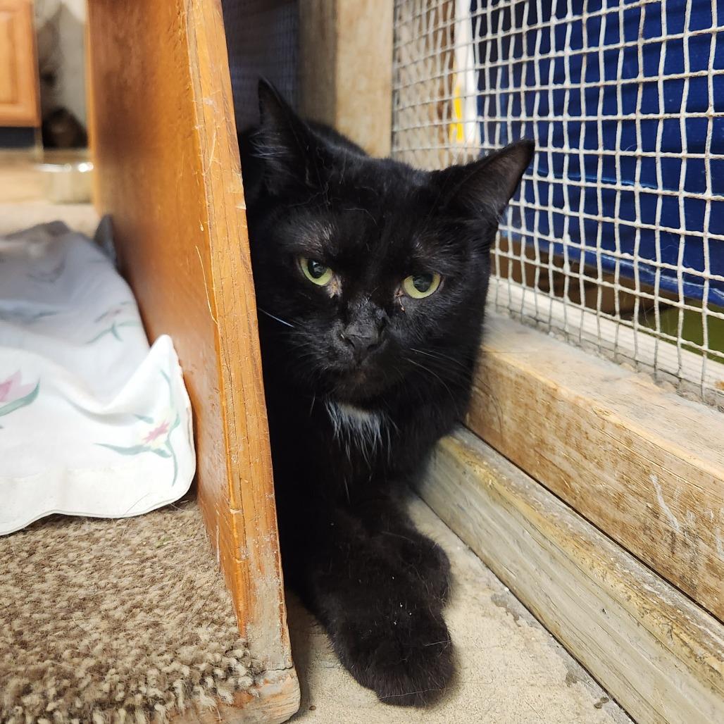 Enlarge Midnight, a Adoptable Domestic Short Hair in Delaware, OH image 2/2