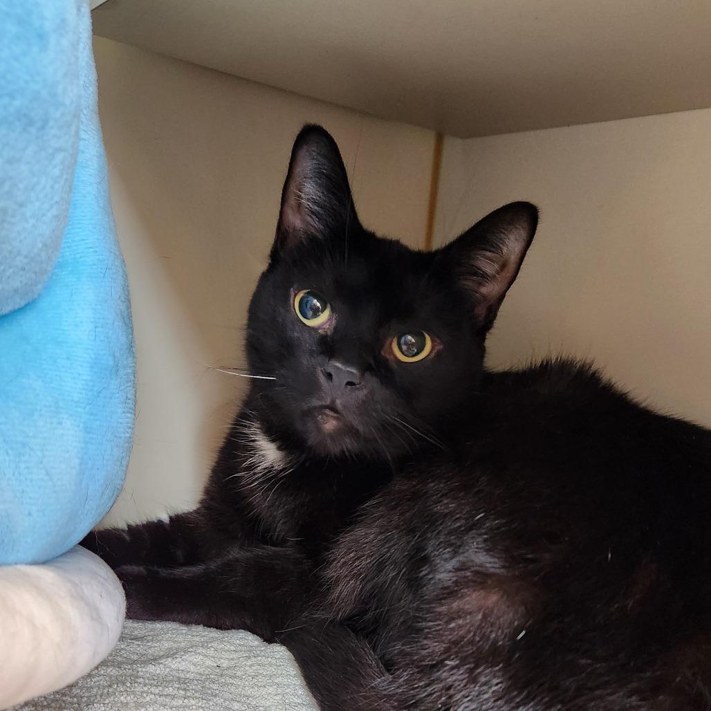 Midnight, a Adoptable Domestic Short Hair in Delaware, OH image 4/4
