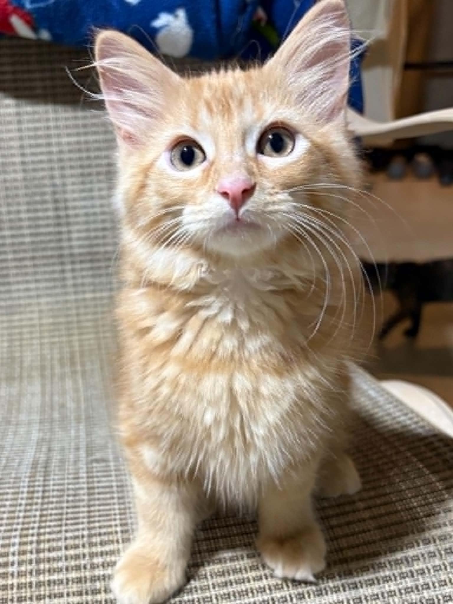 Rusty, ADOPTABLE, Kitten Male Domestic Short Hair.