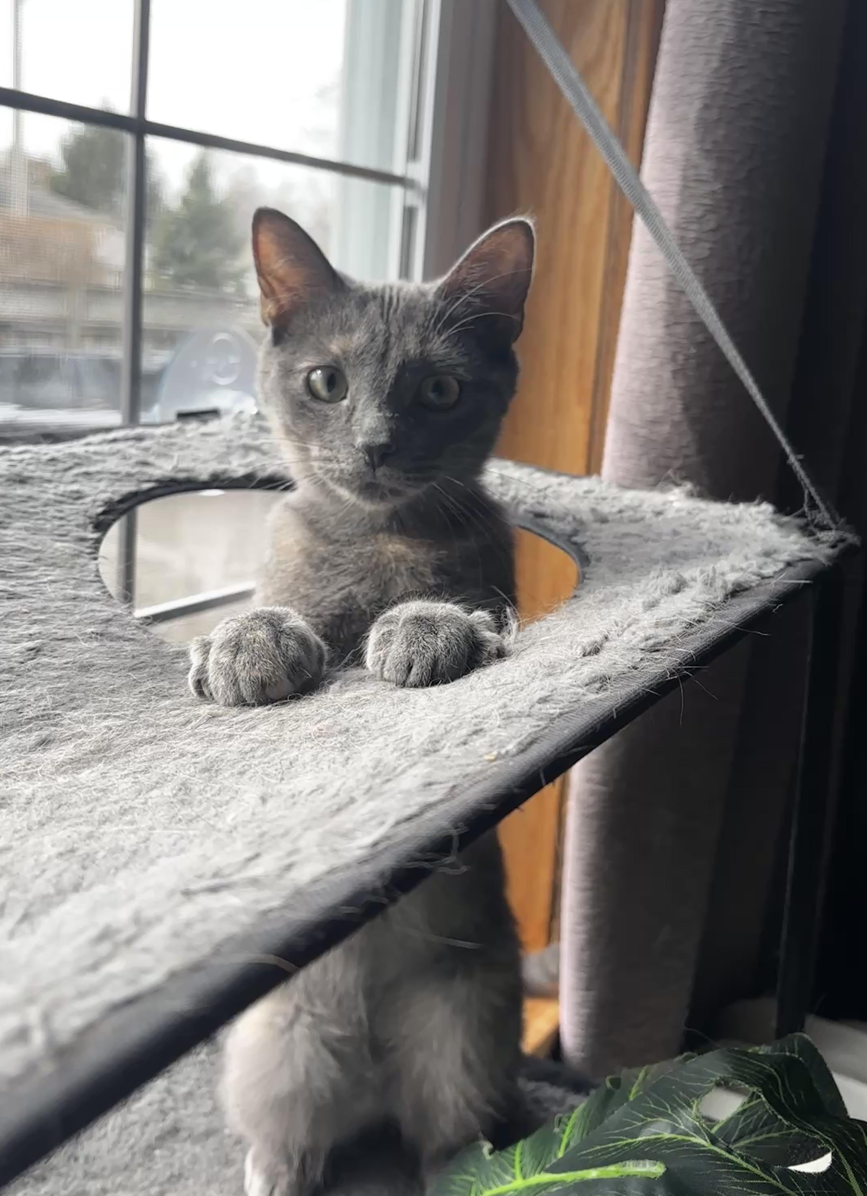 QUINN, Young Female unknown