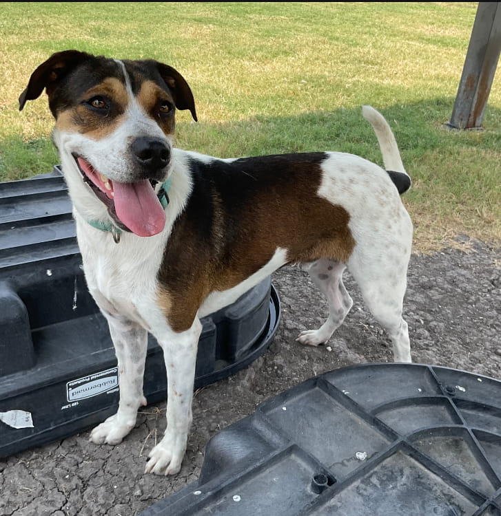 Enlarge Jasper, a Adoptable mixed breed in Denison, TX image 1/1