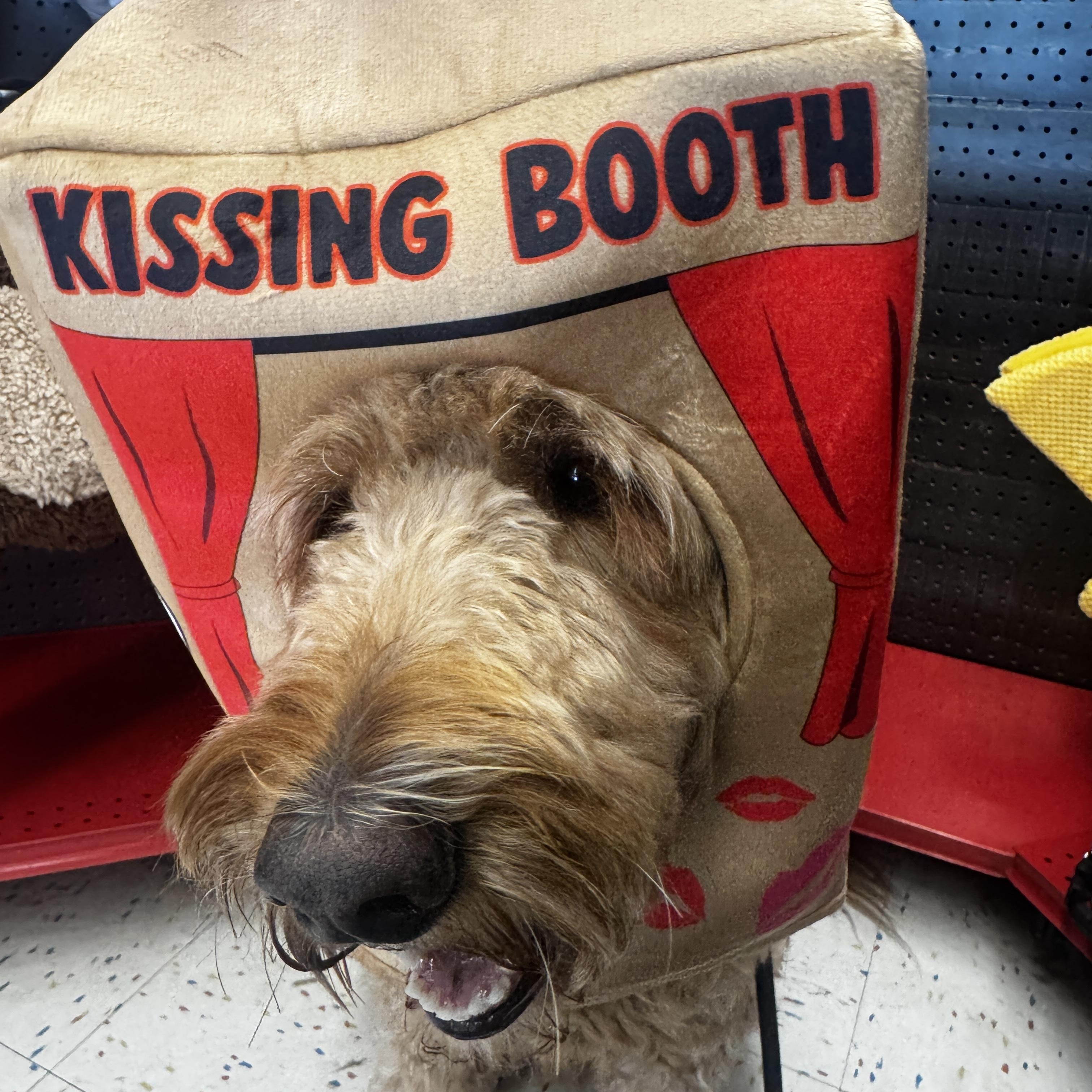 Enlarge ROO-MICHIGAN (FEMALE GOLDENDOODLE IN EAST LANSING, MICHIGAN), a Adoptable Goldendoodle in EAST LANSING, MI image 2/6