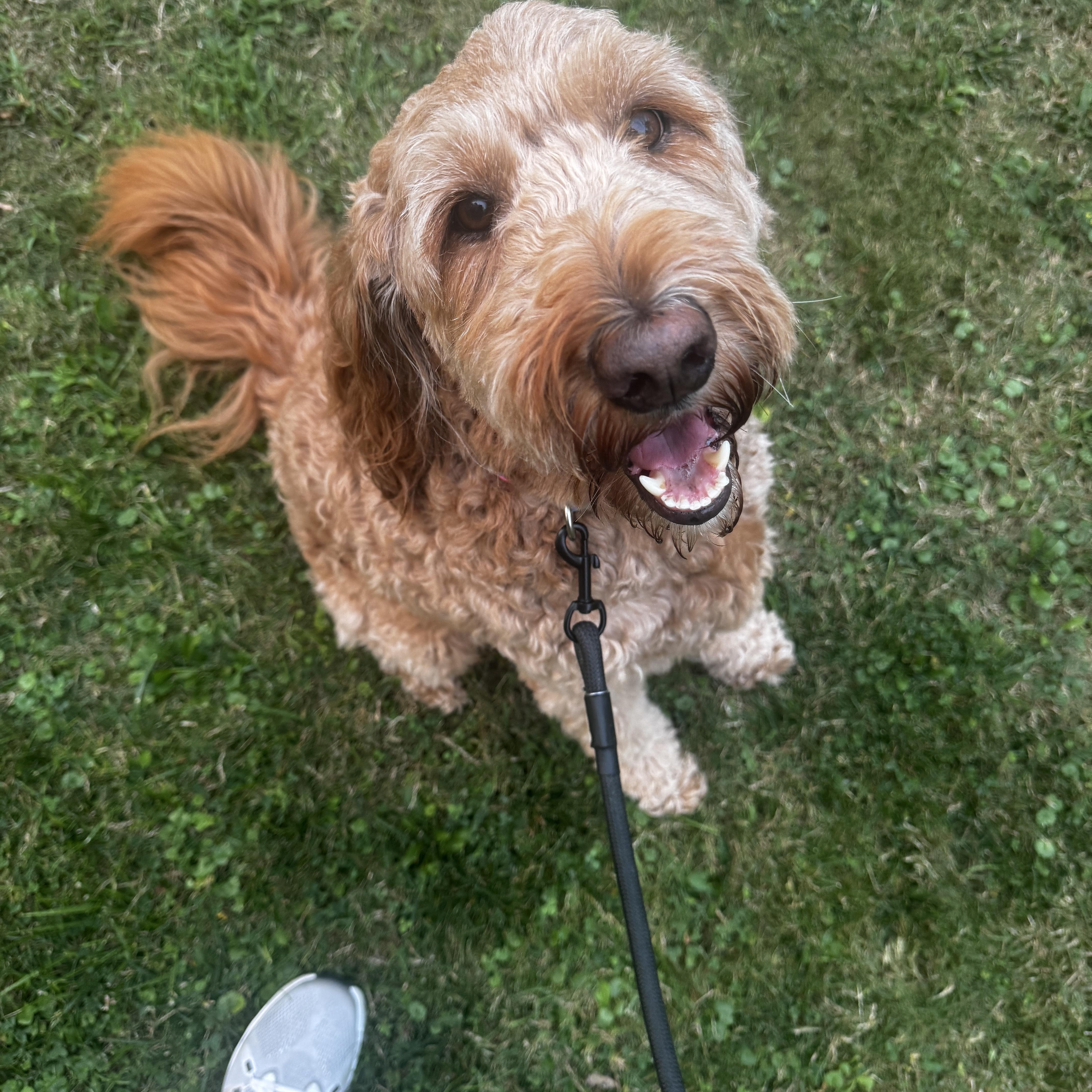 ROO-MICHIGAN (FEMALE GOLDENDOODLE IN EAST LANSING, MICHIGAN), Adoptable, Adult Female Goldendoodle.