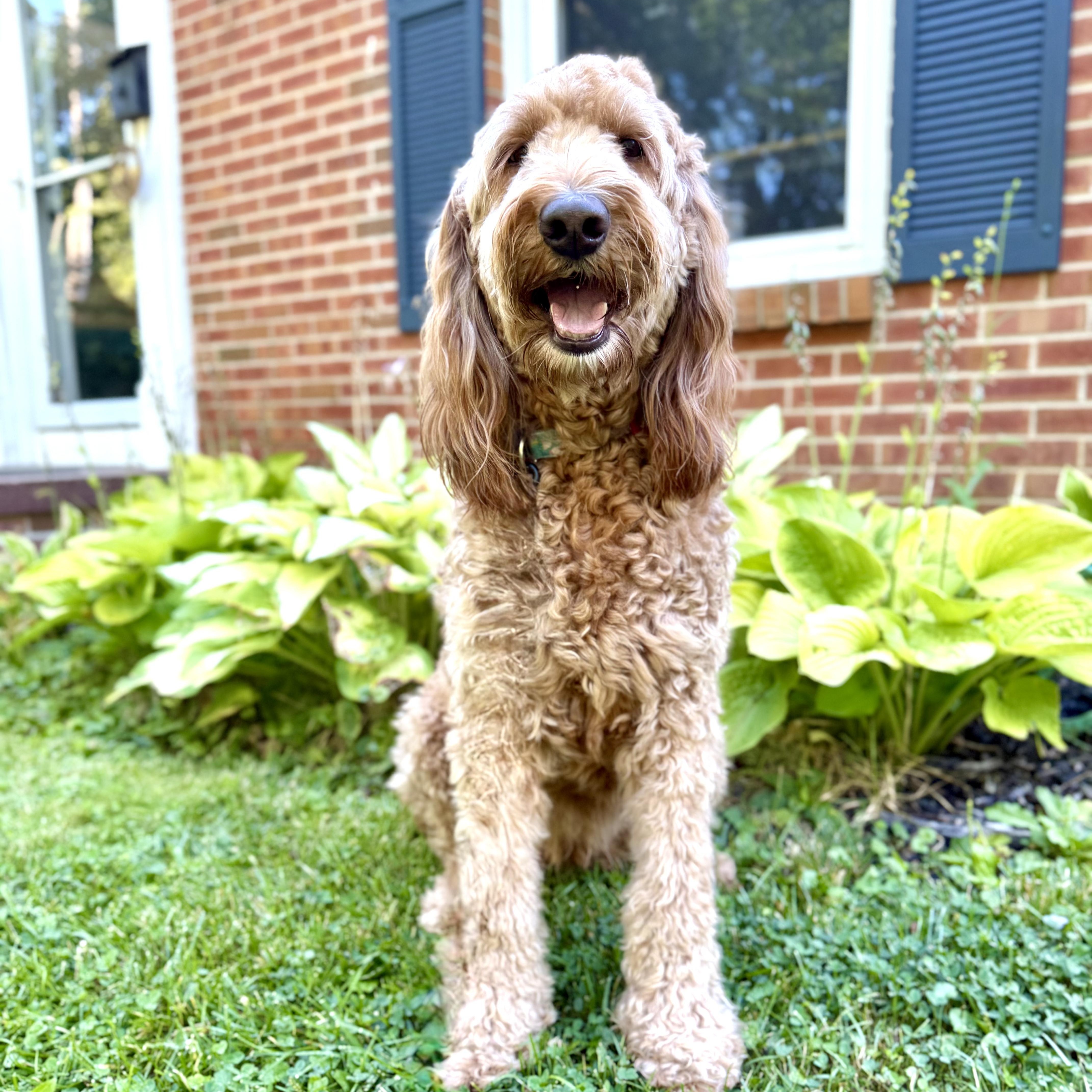 Enlarge ROO-MICHIGAN (FEMALE GOLDENDOODLE IN EAST LANSING, MICHIGAN), a Adoptable Goldendoodle in EAST LANSING, MI image 4/6
