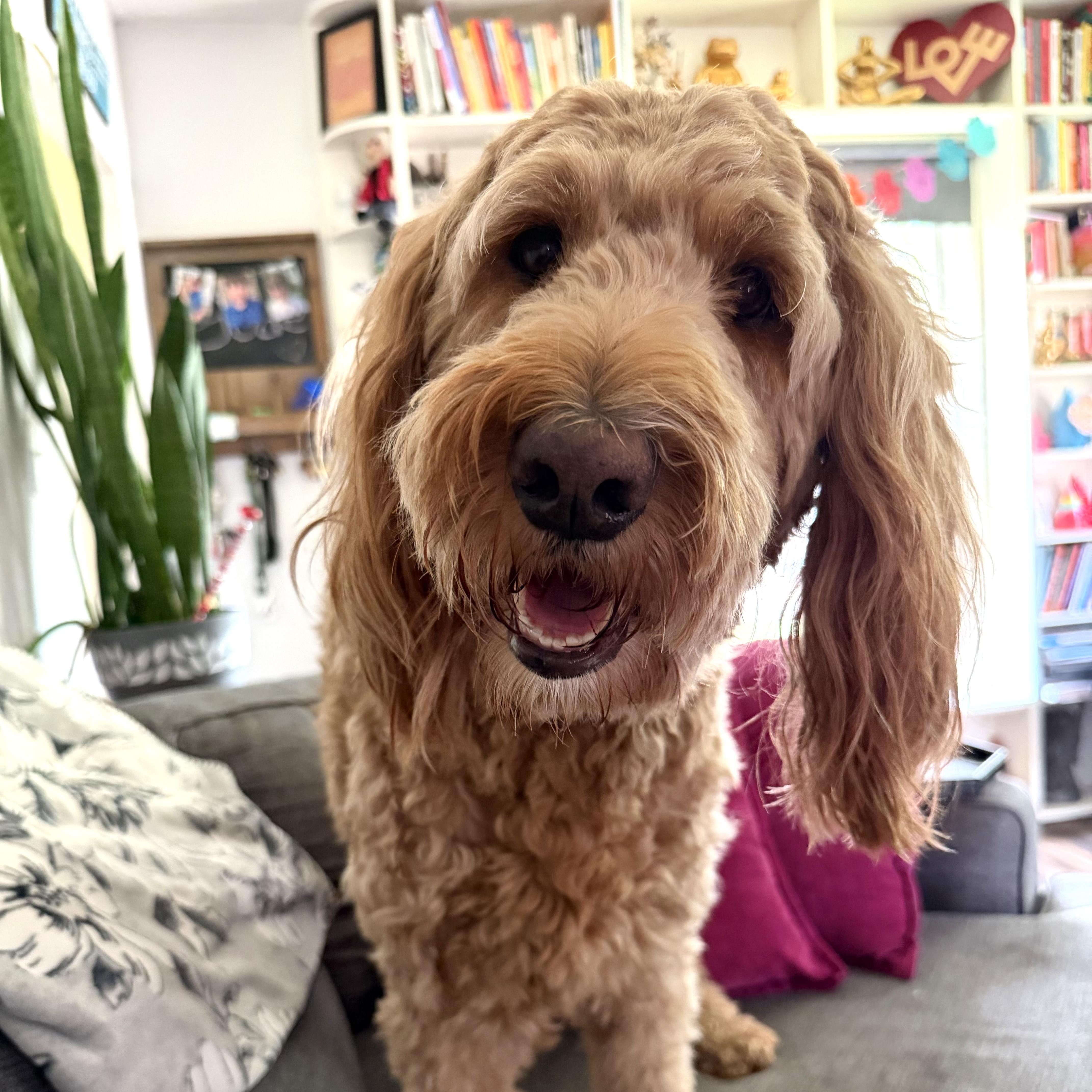 Enlarge ROO-MICHIGAN (FEMALE GOLDENDOODLE IN EAST LANSING, MICHIGAN), a Adoptable Goldendoodle in EAST LANSING, MI image 3/6