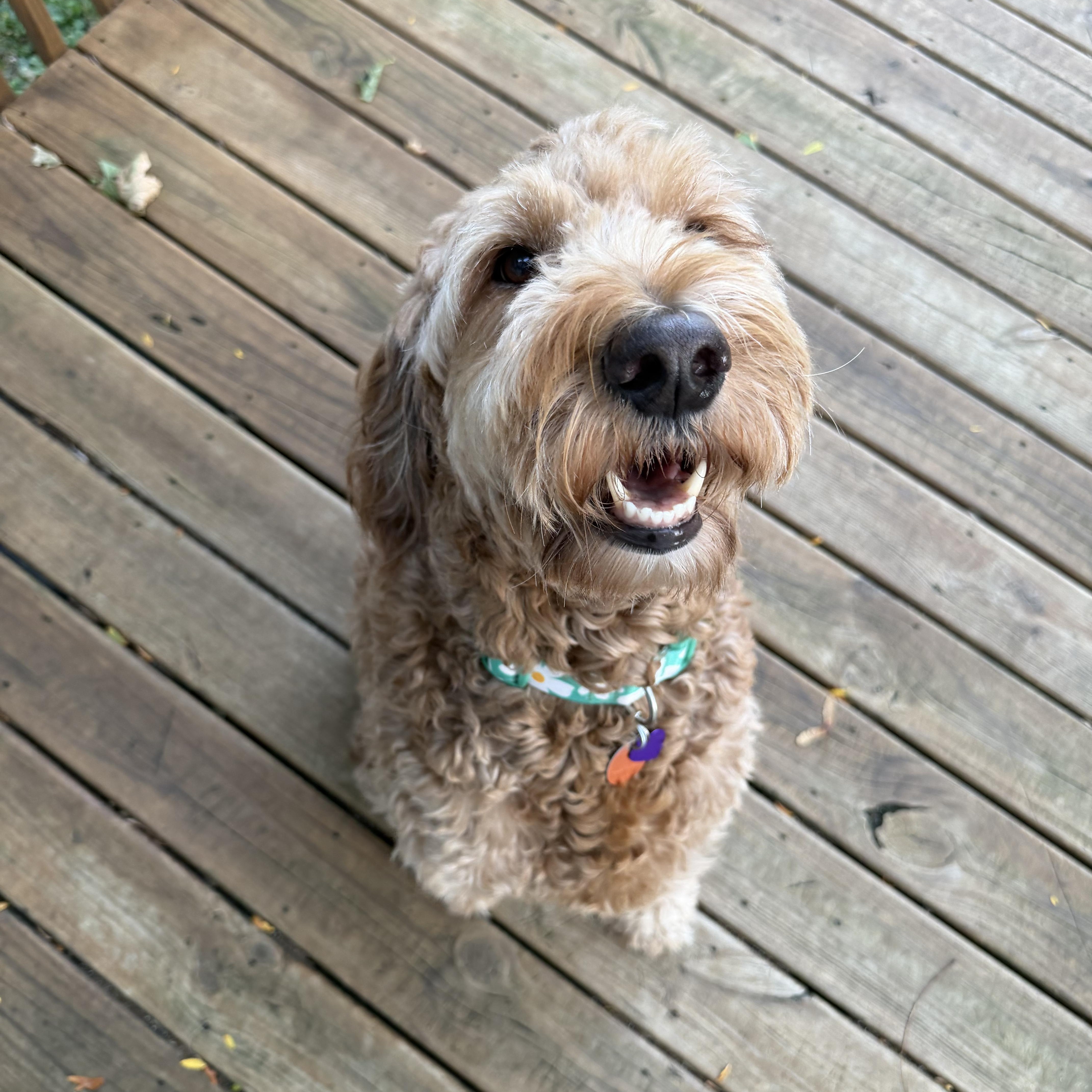 Enlarge ROO-MICHIGAN (FEMALE GOLDENDOODLE IN EAST LANSING, MICHIGAN), a Adoptable Goldendoodle in EAST LANSING, MI image 5/6