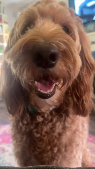 Enlarge ROO-MICHIGAN (FEMALE GOLDENDOODLE IN EAST LANSING, MICHIGAN), a Adoptable Goldendoodle in EAST LANSING, MI video 6/6