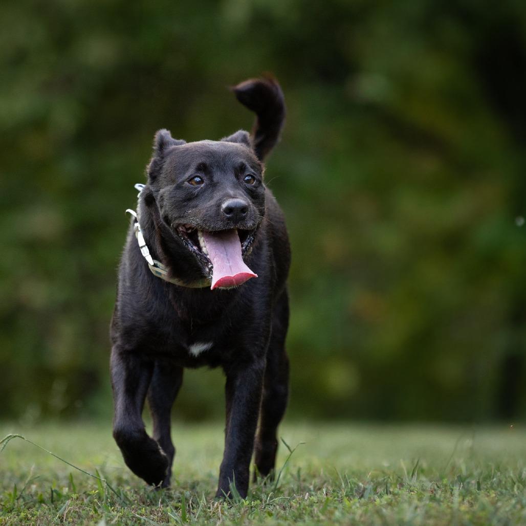 Chip, Adoptable, Adult Male Mixed Breed.