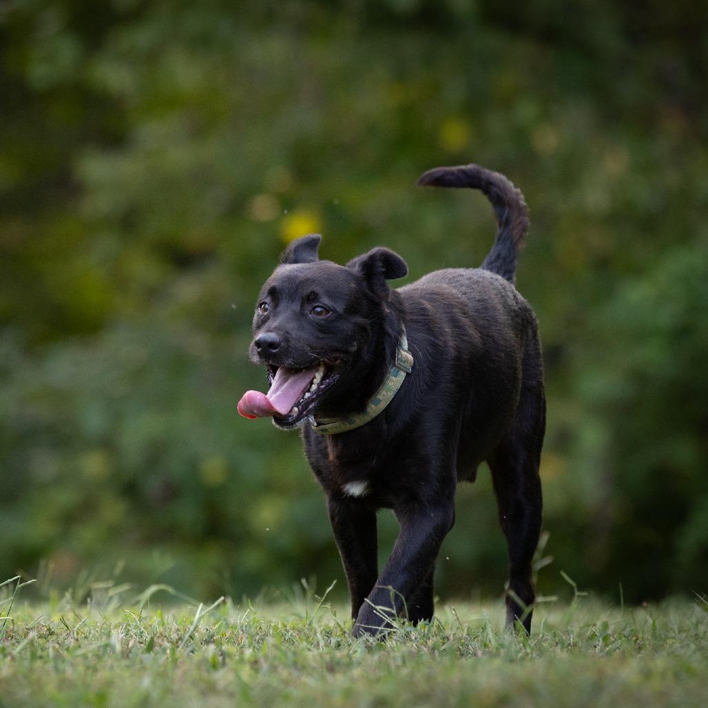 Enlarge Chip, a Adoptable Mixed Breed in Rossville, GA image 2/6