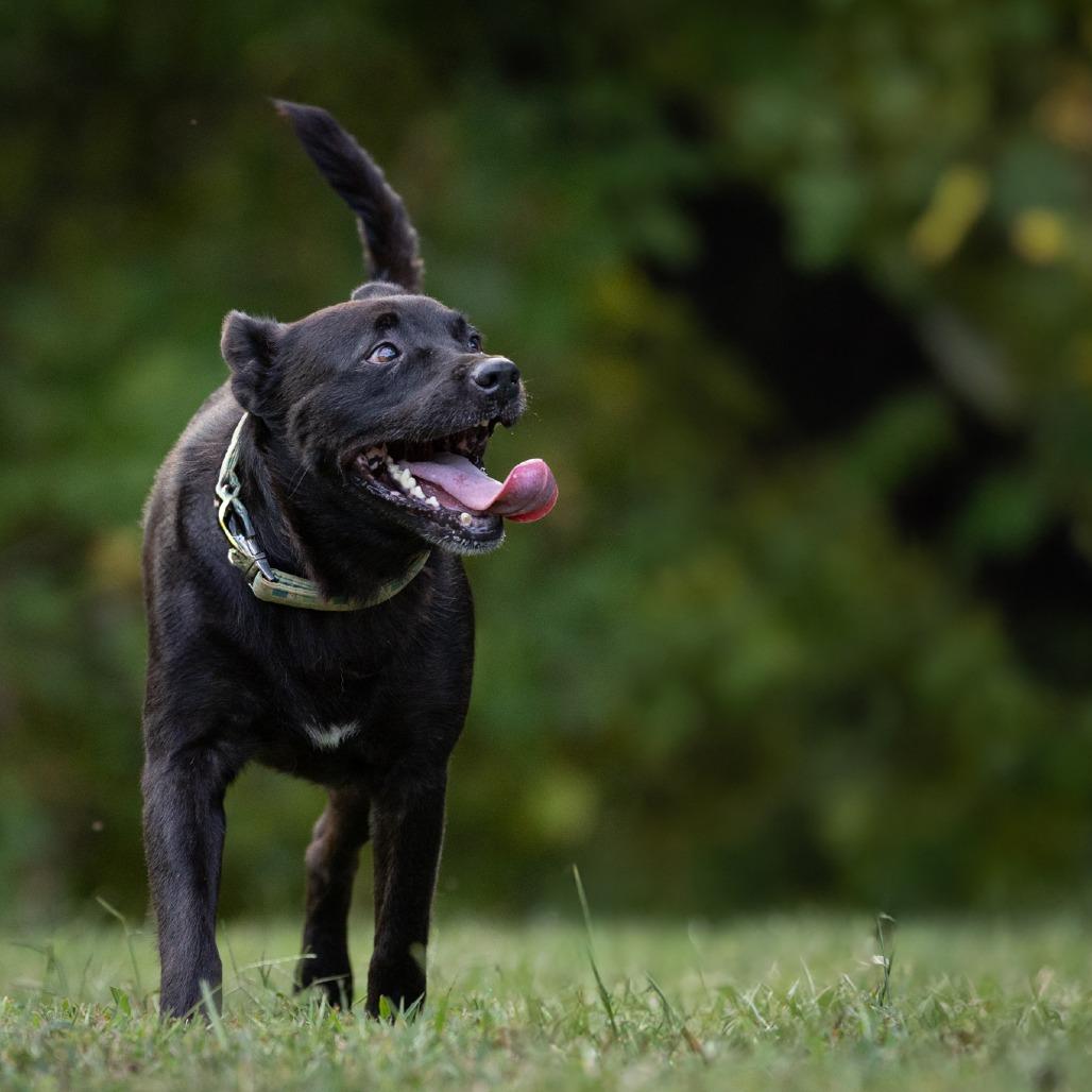 Enlarge Chip, a Adoptable Mixed Breed in Rossville, GA image 3/6