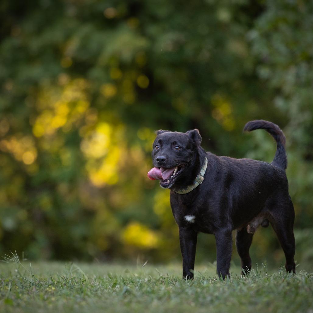 Enlarge Chip, a Adoptable Mixed Breed in Rossville, GA image 4/6