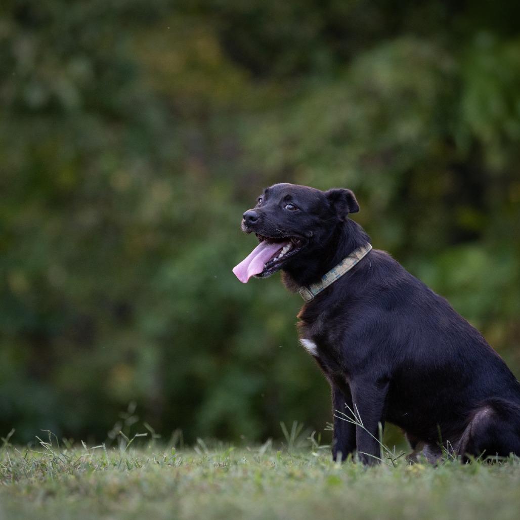 Enlarge Chip, a Adoptable Mixed Breed in Rossville, GA image 6/6