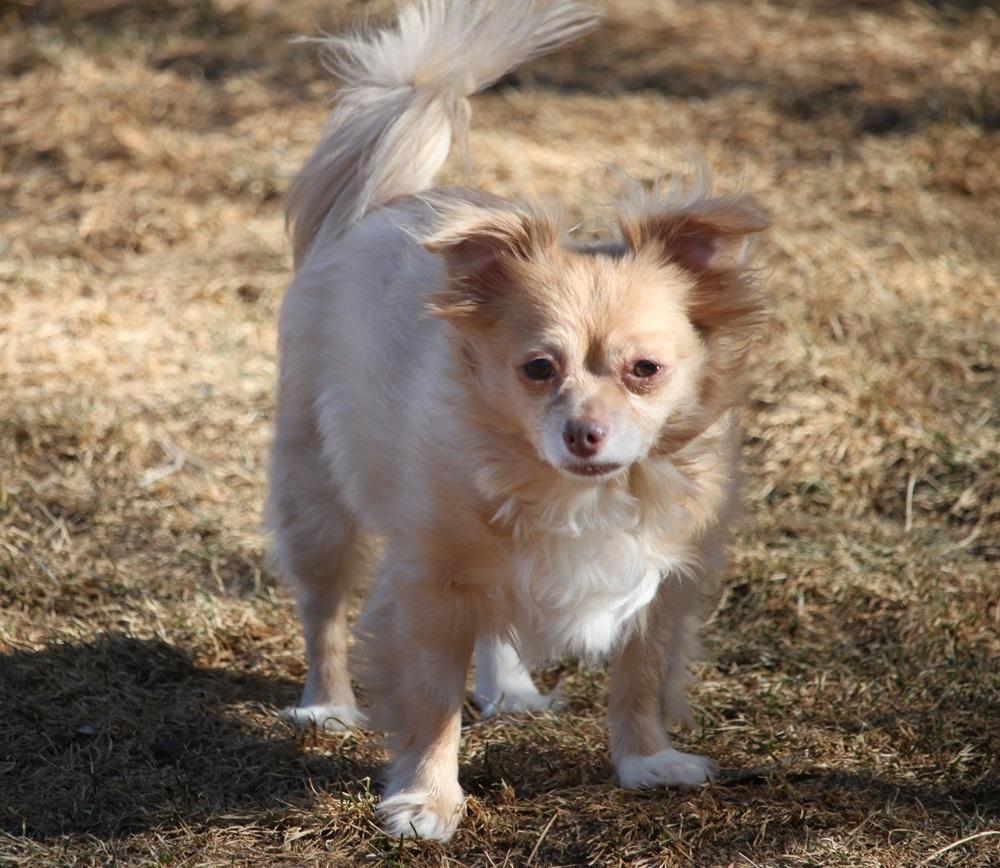 Coco, Adopted, Adult Female Chihuahua.