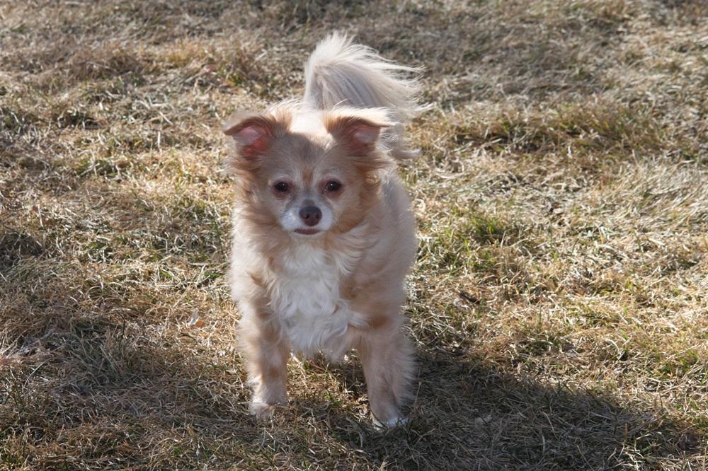 Enlarge Coco, a Adopted mixed breed in Great Falls, MT image 2/2
