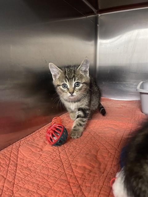 CUPID, Adoptable, Kitten Male Domestic Short Hair.