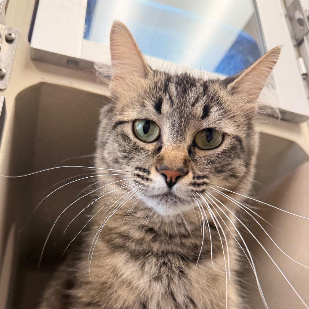 Enlarge Croissant, a Adoptable Domestic Short Hair in Pagosa Springs, CO image 1/2