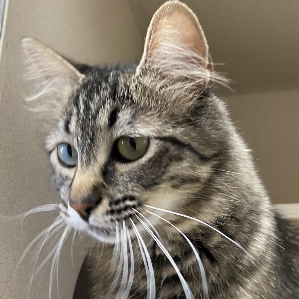 Enlarge Croissant, a Adoptable Domestic Short Hair in Pagosa Springs, CO image 2/2