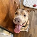 Enlarge Jasper, an adopted mixed breed in Lansing, MI image 5/6