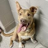 Enlarge Jasper, an adopted mixed breed in Lansing, MI image 4/6