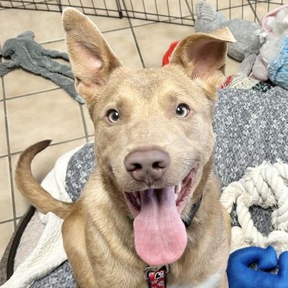 Enlarge Jasper, an adopted mixed breed in Lansing, MI image 2/6