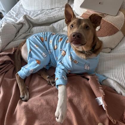 Enlarge Jasper, an adopted mixed breed in Lansing, MI image 3/6