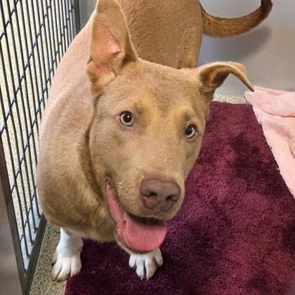 Enlarge Jasper, an adopted mixed breed in Lansing, MI image 1/6