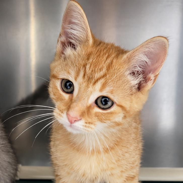 Enlarge Mango, a Adoptable Domestic Short Hair in Concord, NC image 1/2