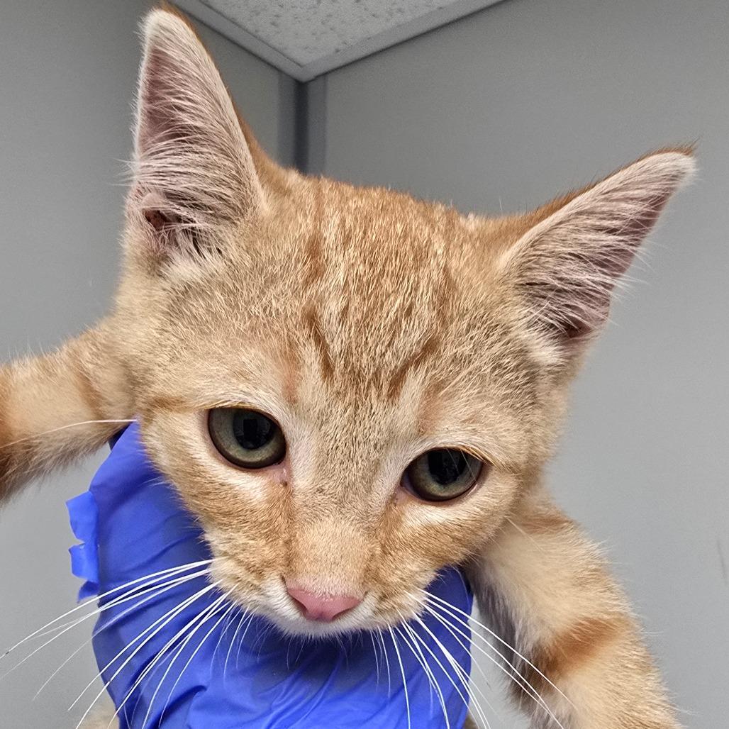 Enlarge Mango, a Adoptable Domestic Short Hair in Concord, NC image 2/2