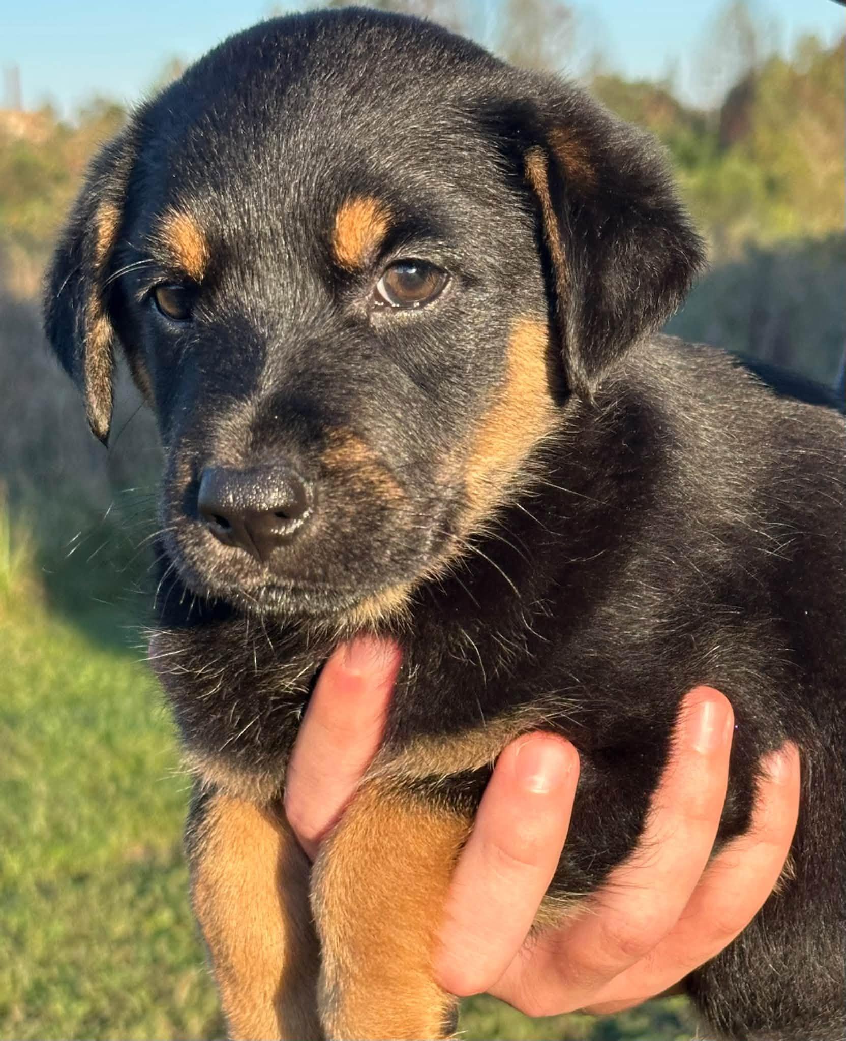Enlarge Shiloh, a Adoptable mixed breed in Shelton, CT image 4/6