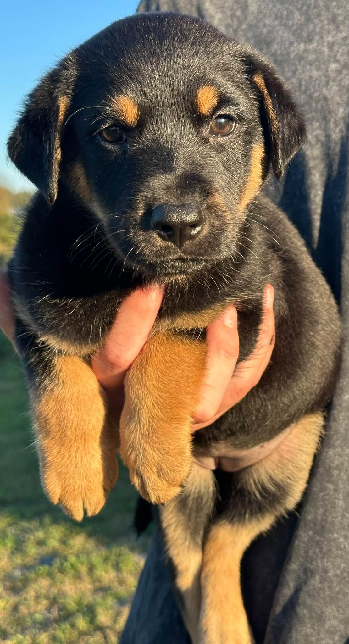 Enlarge Shiloh, a Adoptable mixed breed in Shelton, CT image 3/6