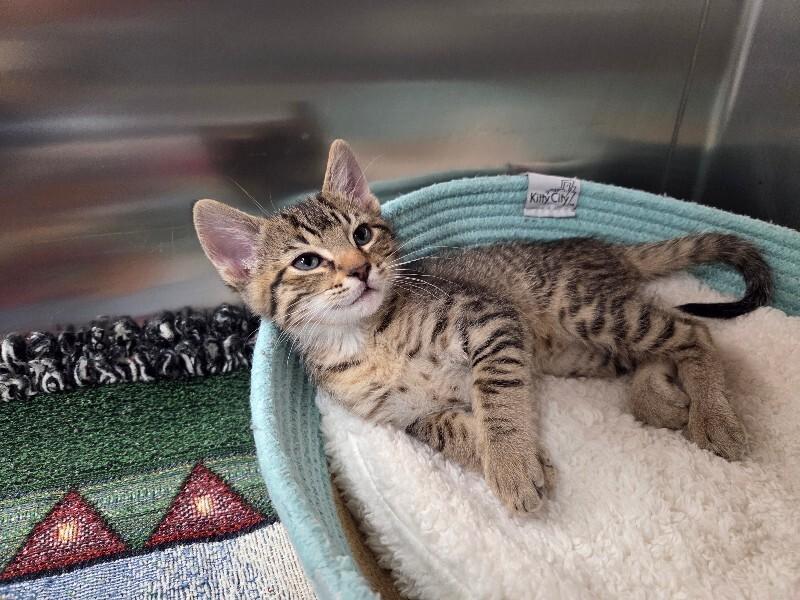 Enlarge Howie, a Adoptable Domestic Short Hair in Yankton, SD image 1/5