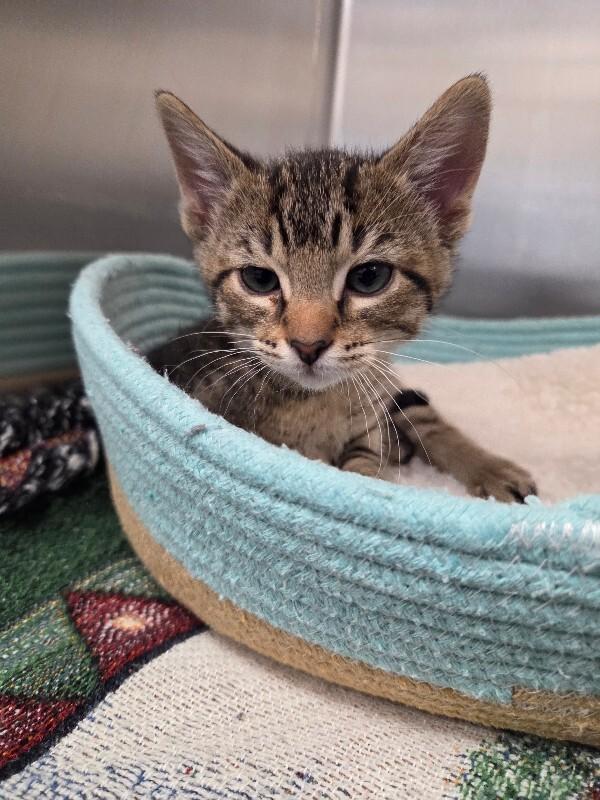 Enlarge Howie, a Adoptable Domestic Short Hair in Yankton, SD image 2/5