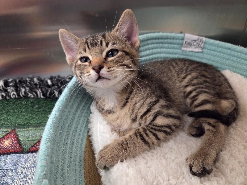 Enlarge Howie, a Adoptable Domestic Short Hair in Yankton, SD image 4/5