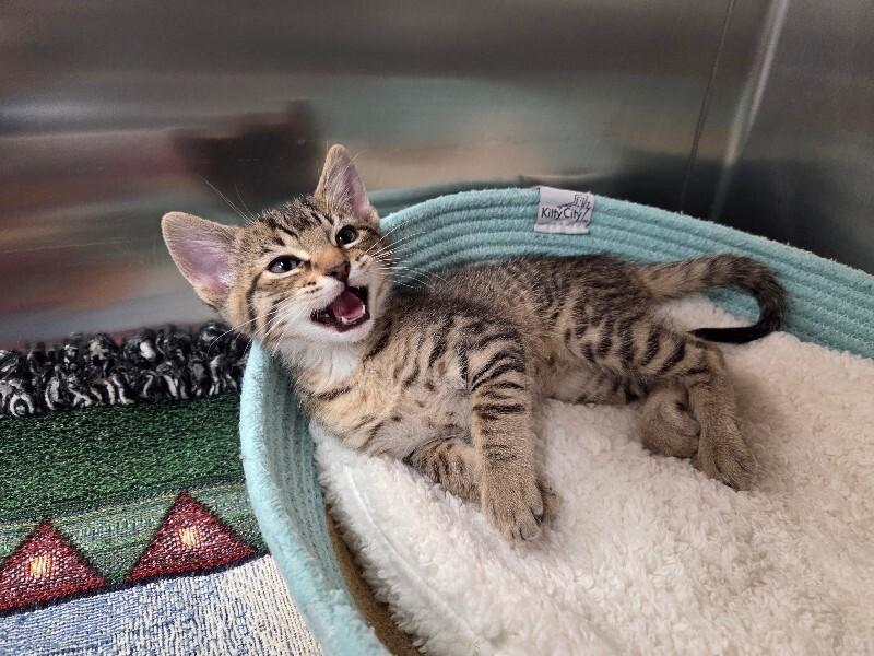 Enlarge Howie, a Adoptable Domestic Short Hair in Yankton, SD image 5/5