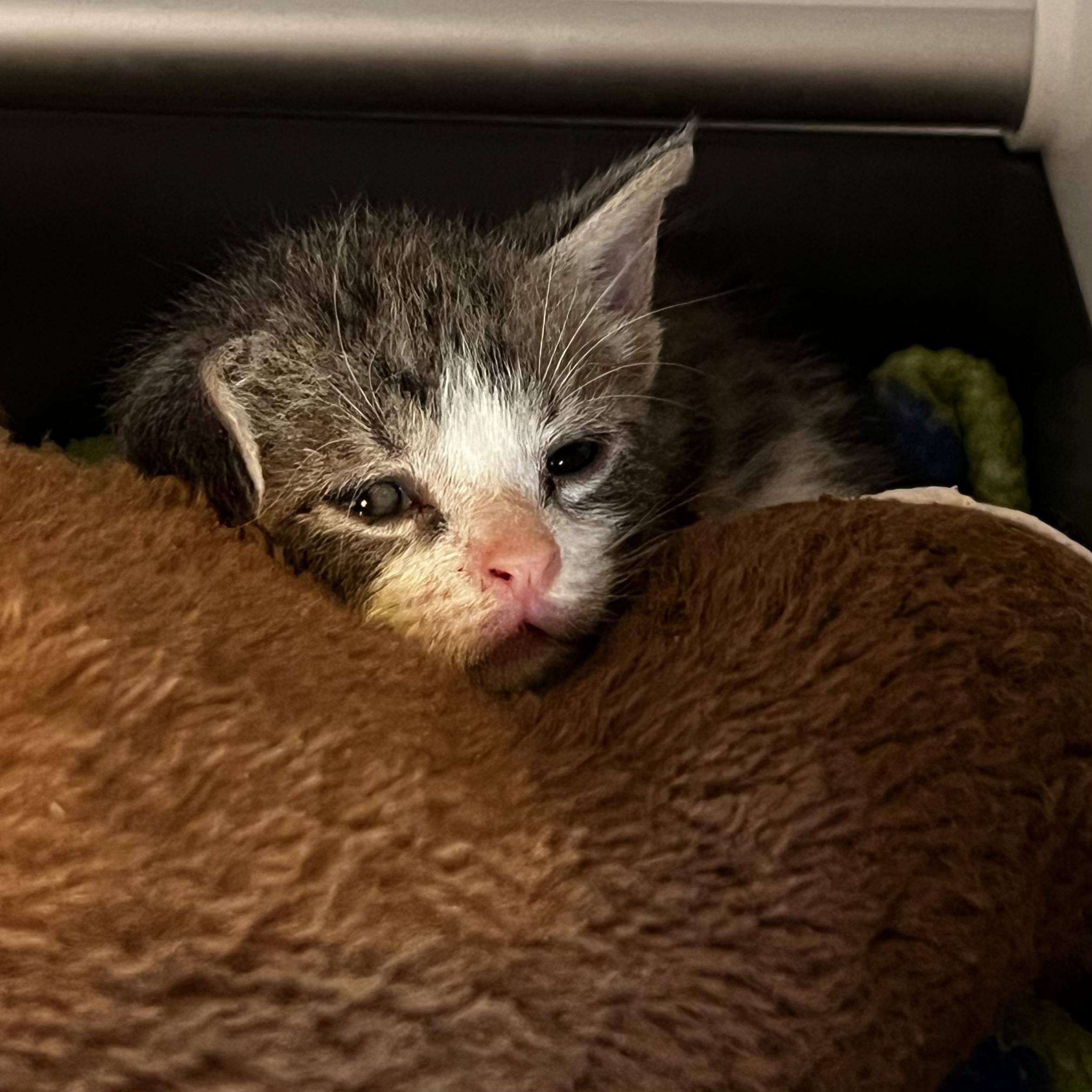 Hazel, an adopted Domestic Short Hair in Milwaukee, WI image 3/6