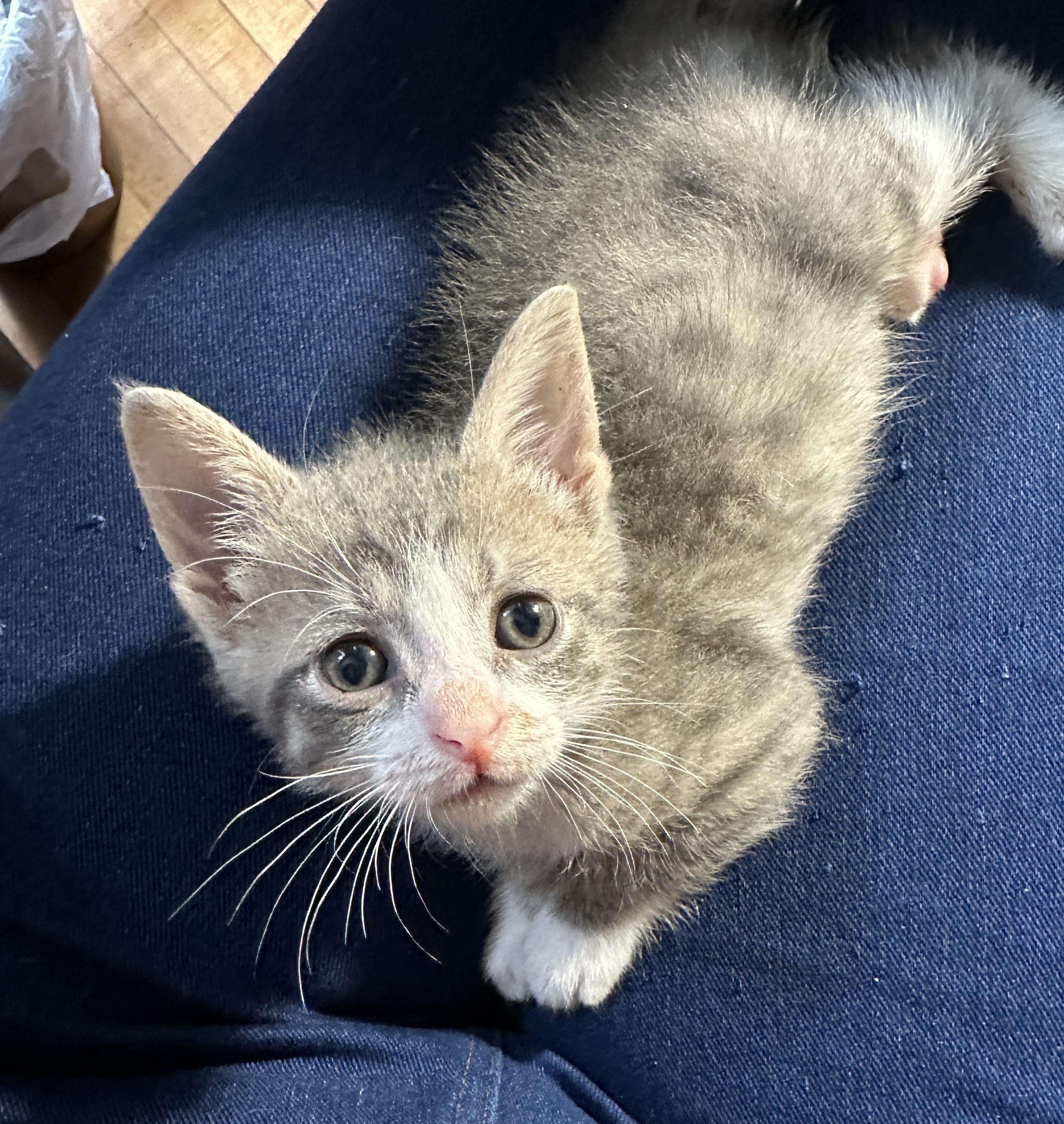 Hazel, adopted, Kitten Male Domestic Short Hair.