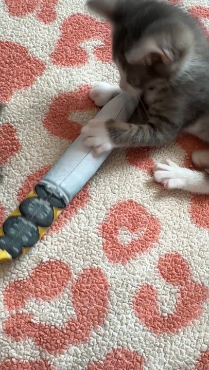 Enlarge Hazel, an adopted Domestic Short Hair in Milwaukee, WI video 6/6