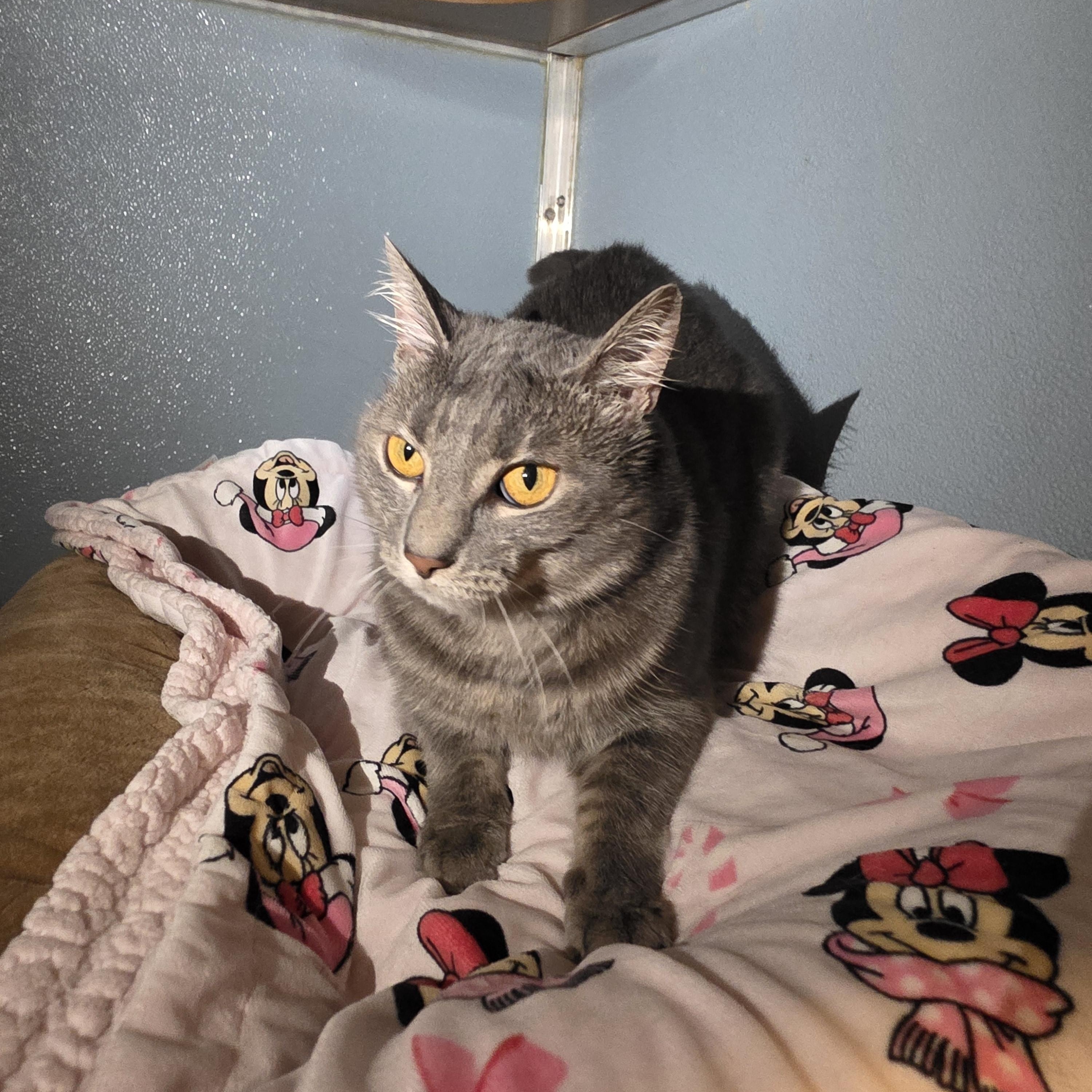 Enlarge Hulu, an adoptable Domestic Short Hair in Renfrew, PA image 1/4