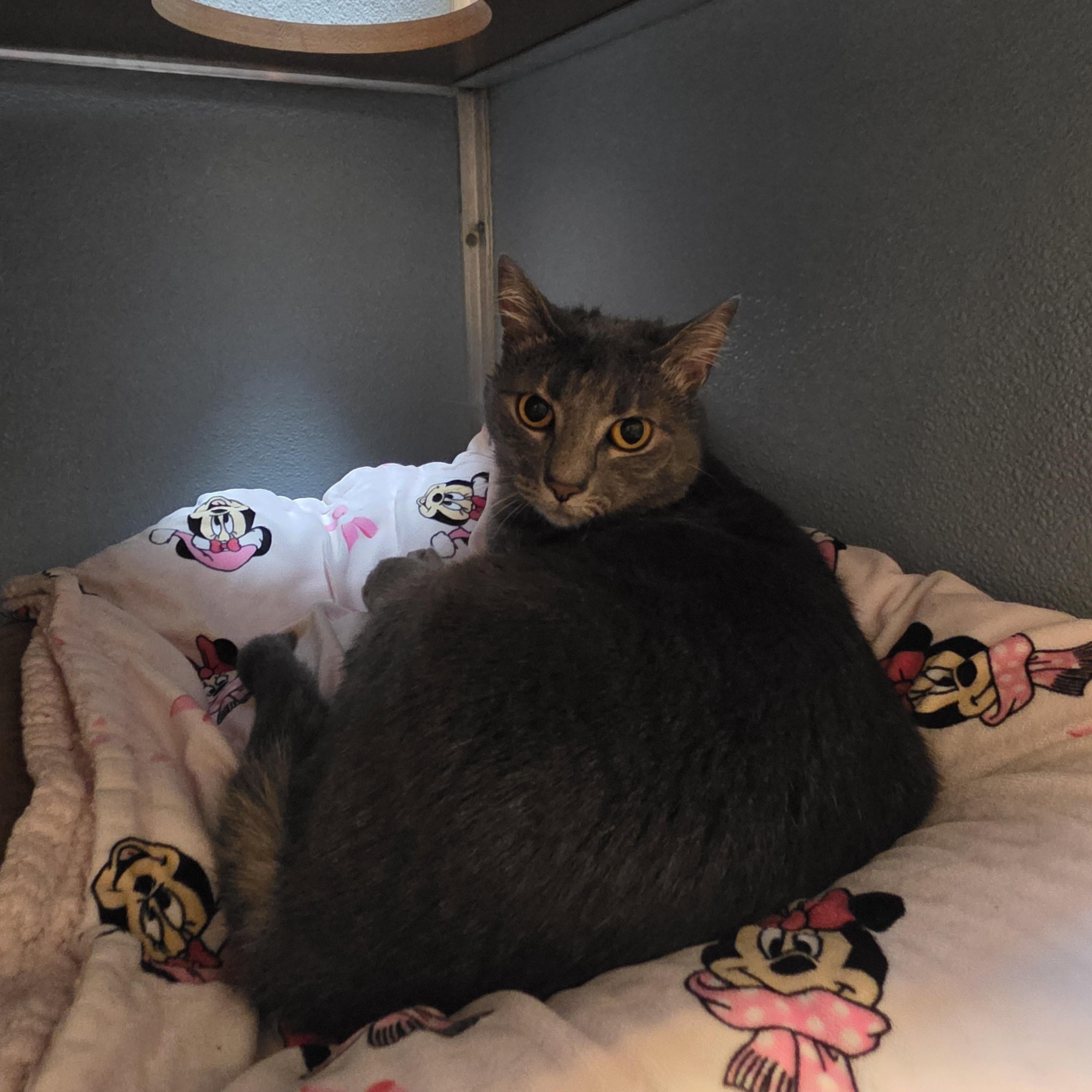 Enlarge Hulu, an adoptable Domestic Short Hair in Renfrew, PA image 2/4