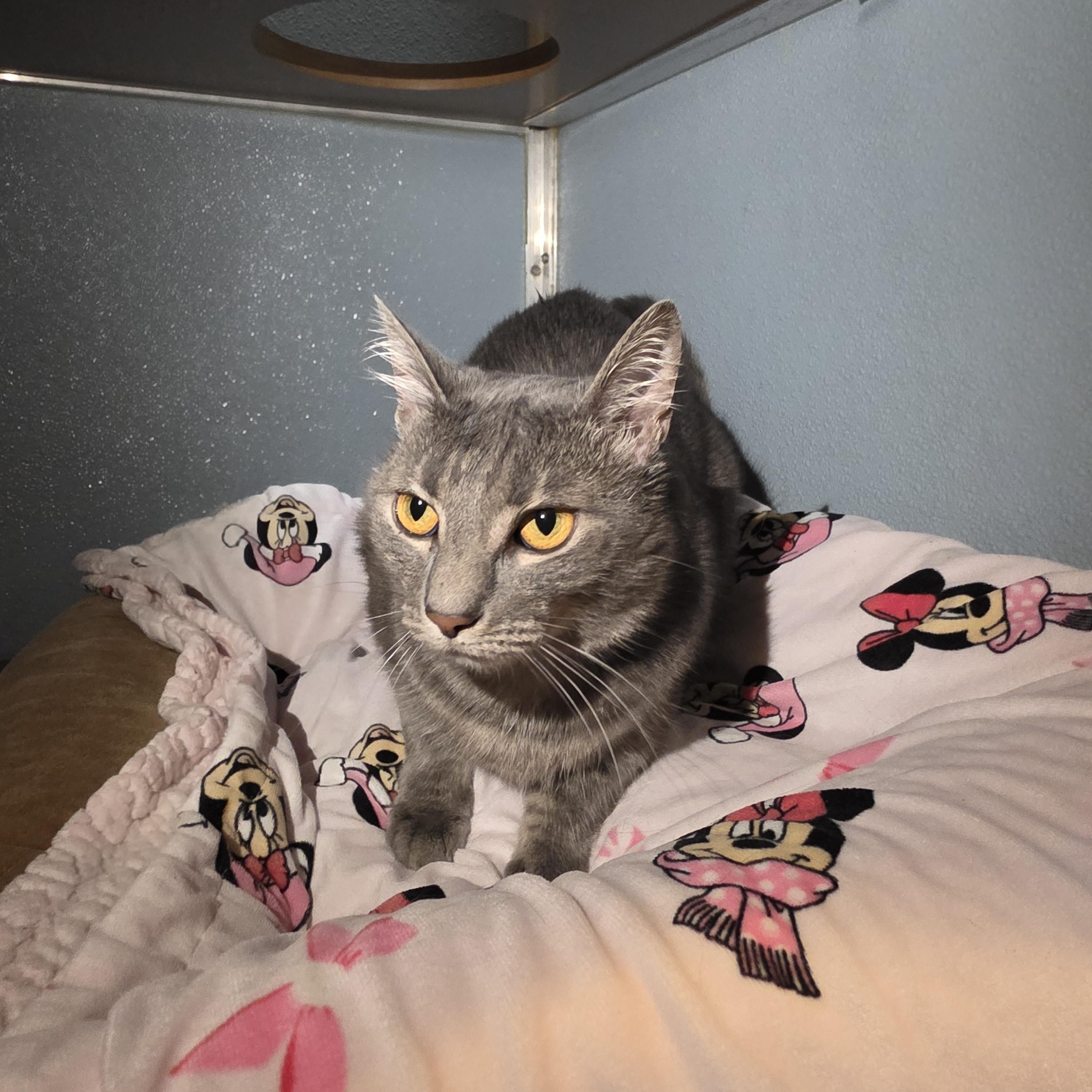 Enlarge Hulu, an adoptable Domestic Short Hair in Renfrew, PA image 3/4