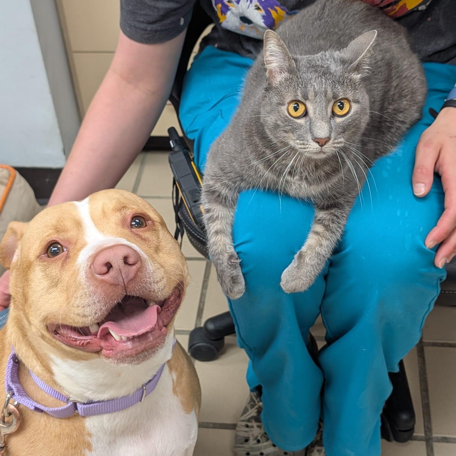 Enlarge Hulu (Bonded with Kelce), an adopted mixed breed in Renfrew, PA image 2/5