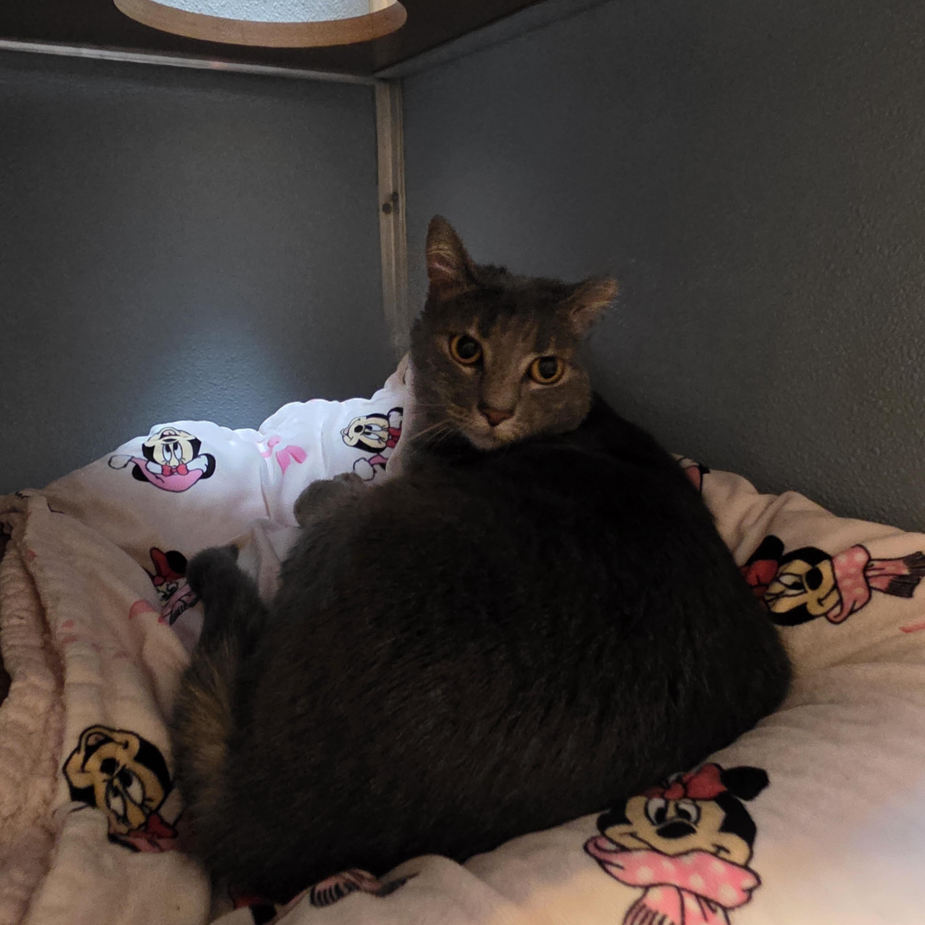 Enlarge Hulu, an adoptable Domestic Short Hair in Renfrew, PA image 4/4