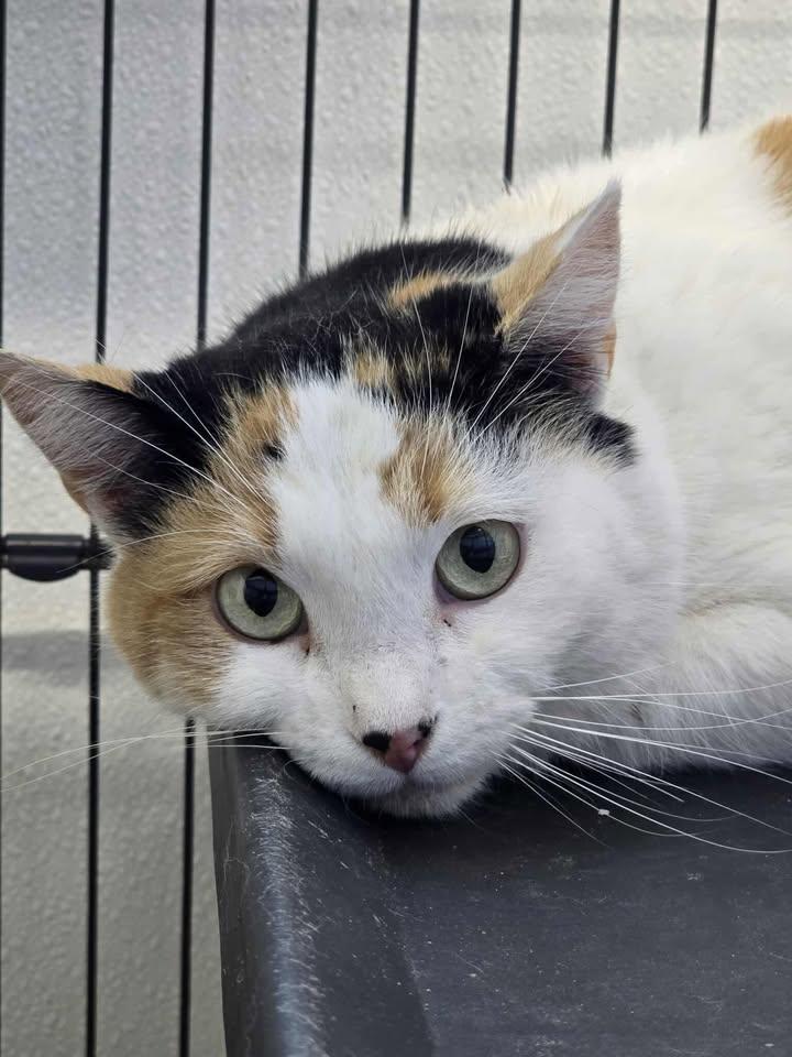 Yogurt, ADOPTABLE, Adult Female Domestic Short Hair.