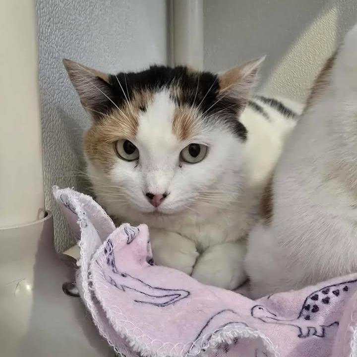 Yogurt, ADOPTABLE, Adult Female Domestic Short Hair.