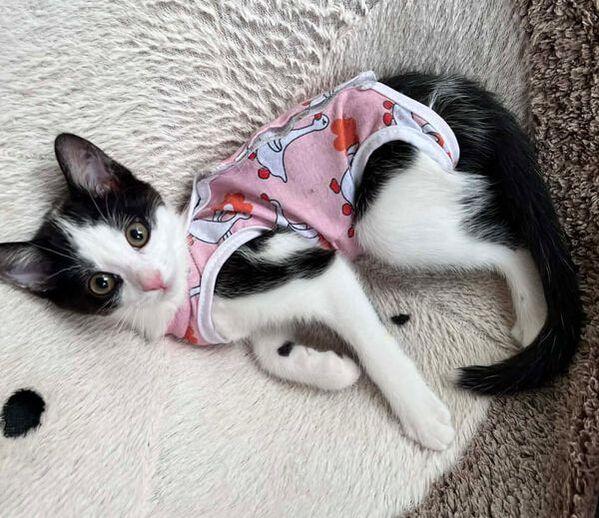 Enlarge Flossy, a ADOPTABLE Domestic Short Hair in Mississauga, ON image 1/4