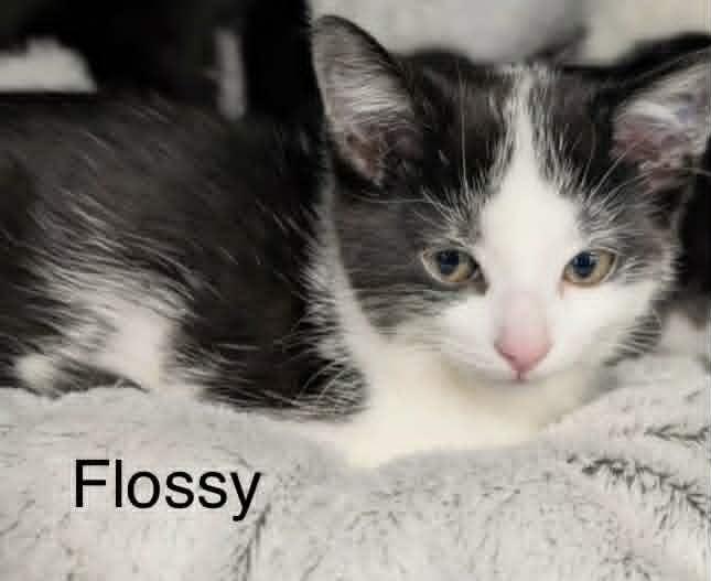 Enlarge Flossy, a ADOPTABLE Domestic Short Hair in Mississauga, ON image 3/4