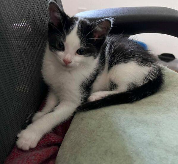 Enlarge Flossy, a ADOPTABLE Domestic Short Hair in Mississauga, ON image 2/4