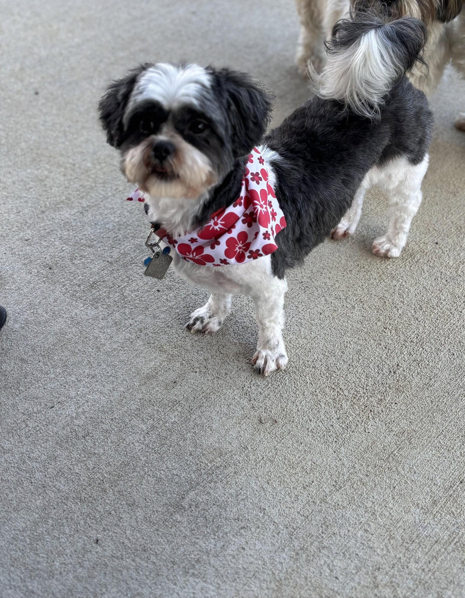 Oakley-ARR, a Adoptable Shih Tzu in Pataskala, OH image 1/3