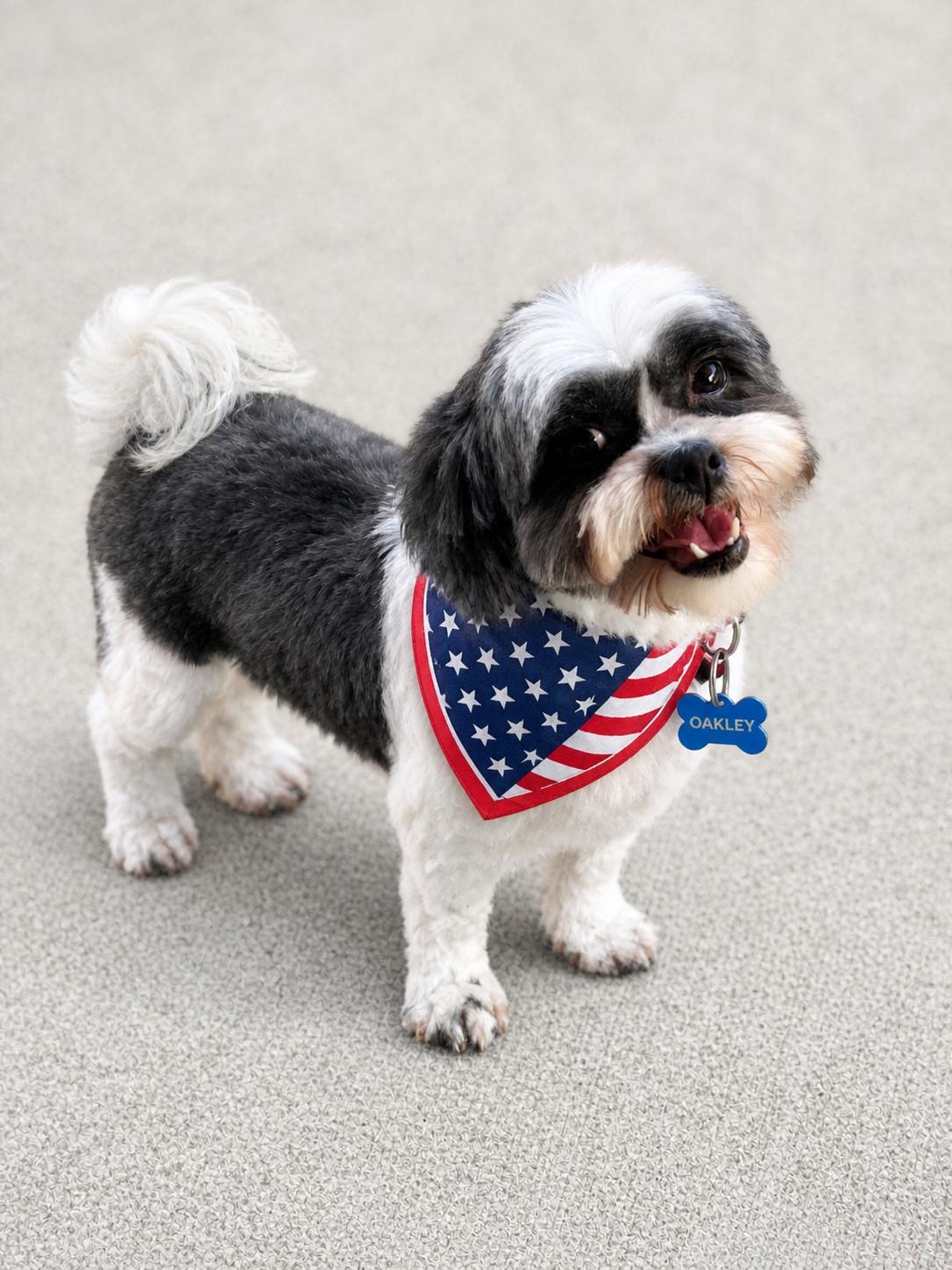 Oakley-ARR, a Adoptable Shih Tzu in Pataskala, OH image 2/3